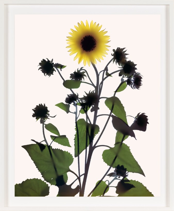 Image of a single yellow flower among green leaves and silhouetted flower budsbuds