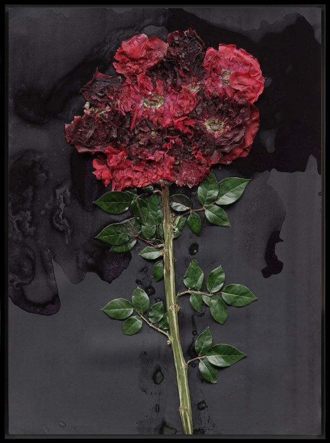 Color image of smashed flowers on a black background framed in black