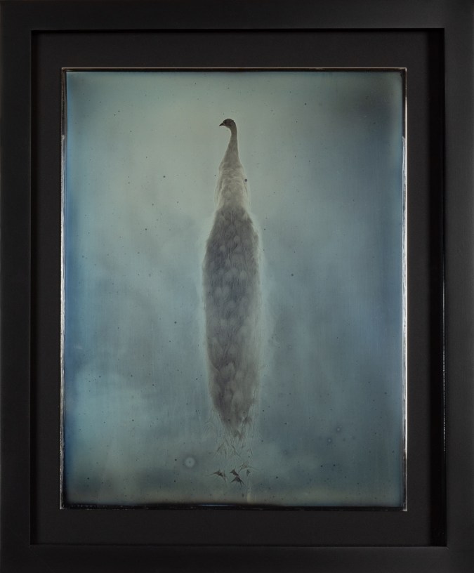 Color image of a daguerreotype depicting a peacock in profile framed in black