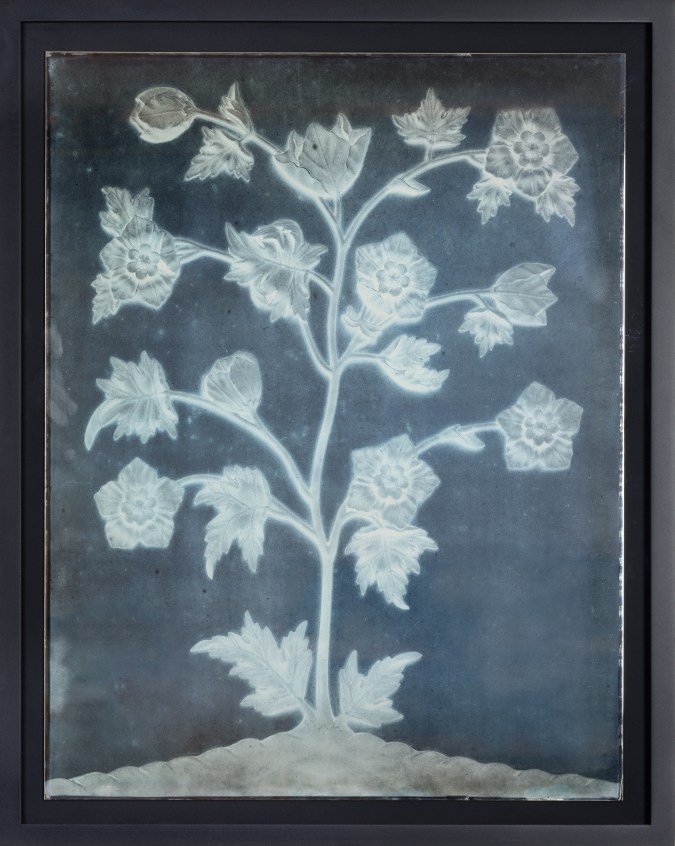 Color image of a daguerreotype depicting a flower blooming with multiple buds framed in black