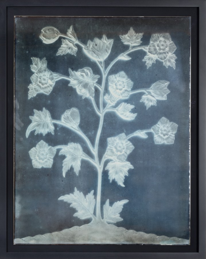 Color image of a daguerreotype depicting a flower blooming with multiple buds framed in black