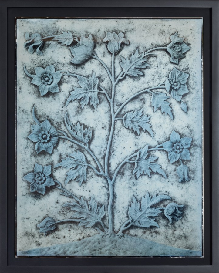 Color image of a daguerreotype depicting a flower blooming with multiple buds framed in black