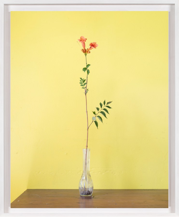 Color photograph of a single sprouting vine in a glass vase against a yellow wall and on a wooden plinth framed in white