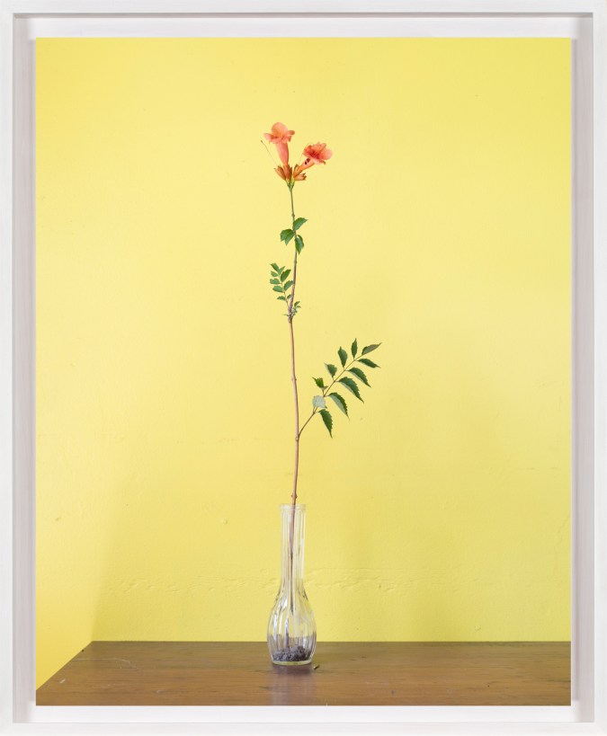 Color photograph of a single sprouting vine in a glass vase against a yellow wall and on a wooden plinth framed in white