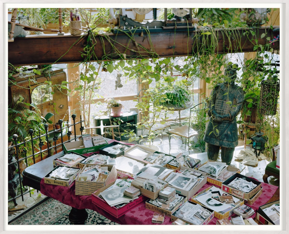 Framed color photograph of boxes of old photographs laid on a table underneath overhanging potted plants