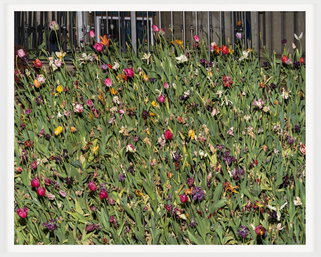 A color photograph of flowers