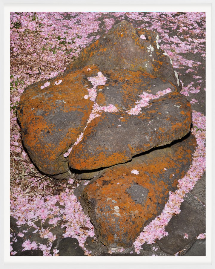 Color photograph of large stones covered in pink flower petals framed in white