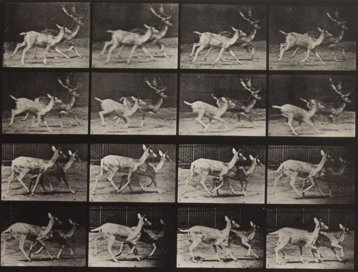 Four horizontal rows of horizontal black-and-white photographs of two deer running side-by-side