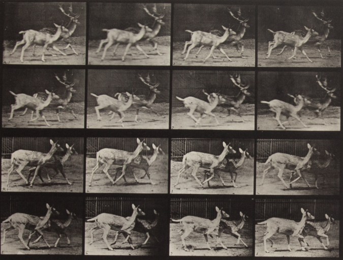 Four horizontal rows of horizontal black-and-white photographs of two deer running side-by-side