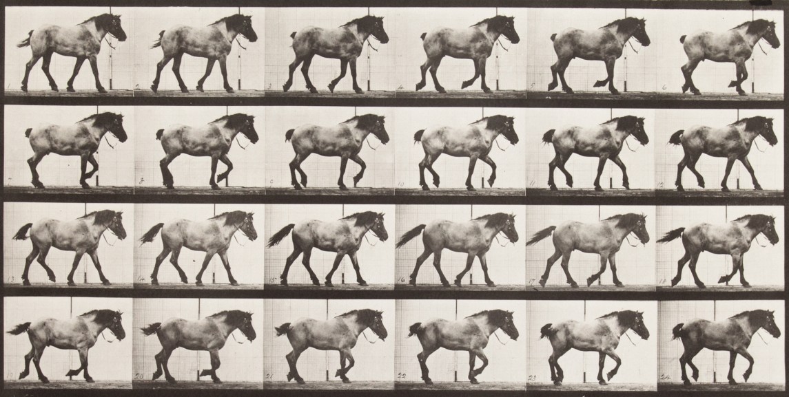 Four horizontal rows of horizontal black-and-white photographs of a draft horse walking