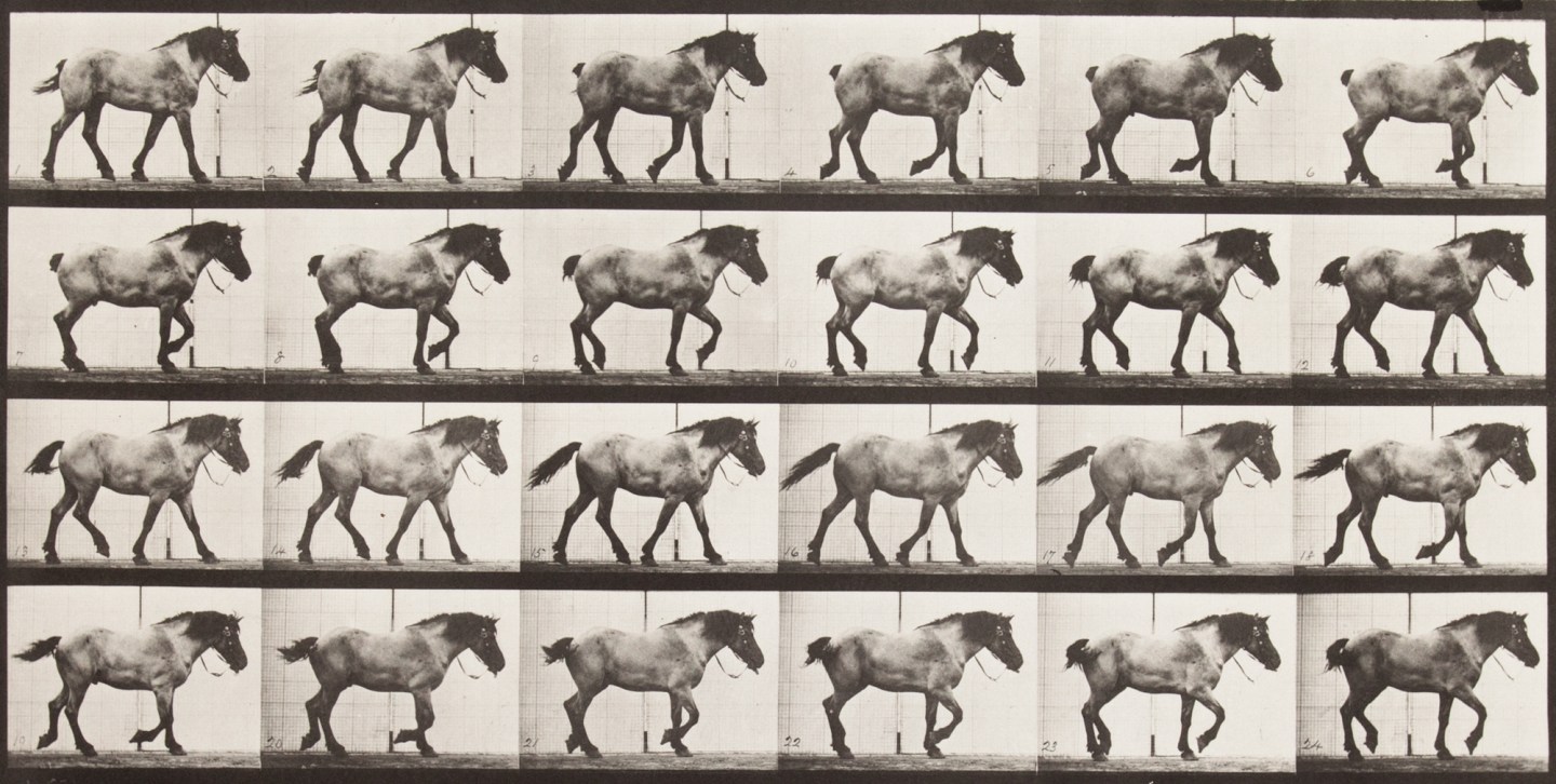 Four horizontal rows of horizontal black-and-white photographs of a draft horse walking