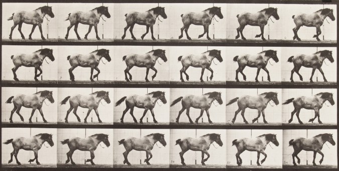Four horizontal rows of horizontal black-and-white photographs of a draft horse walking