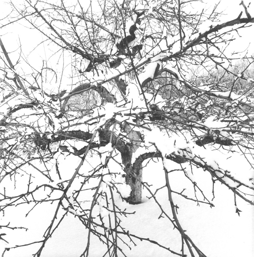 Black-and-white photograph of a tree covered in snow