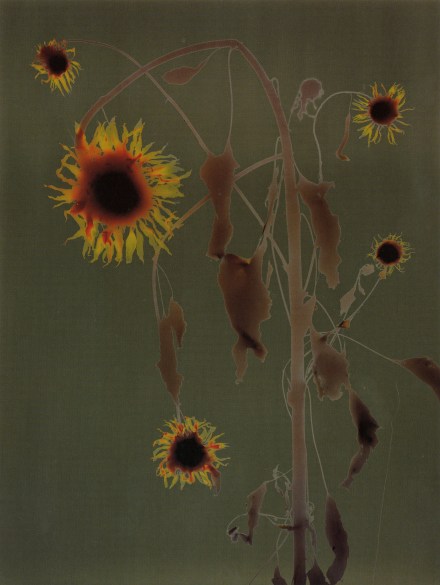 Photogram of wilting sunflowers on an olive-colored background