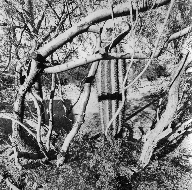 Black-and-white photograph of bare trees and a large cactus
