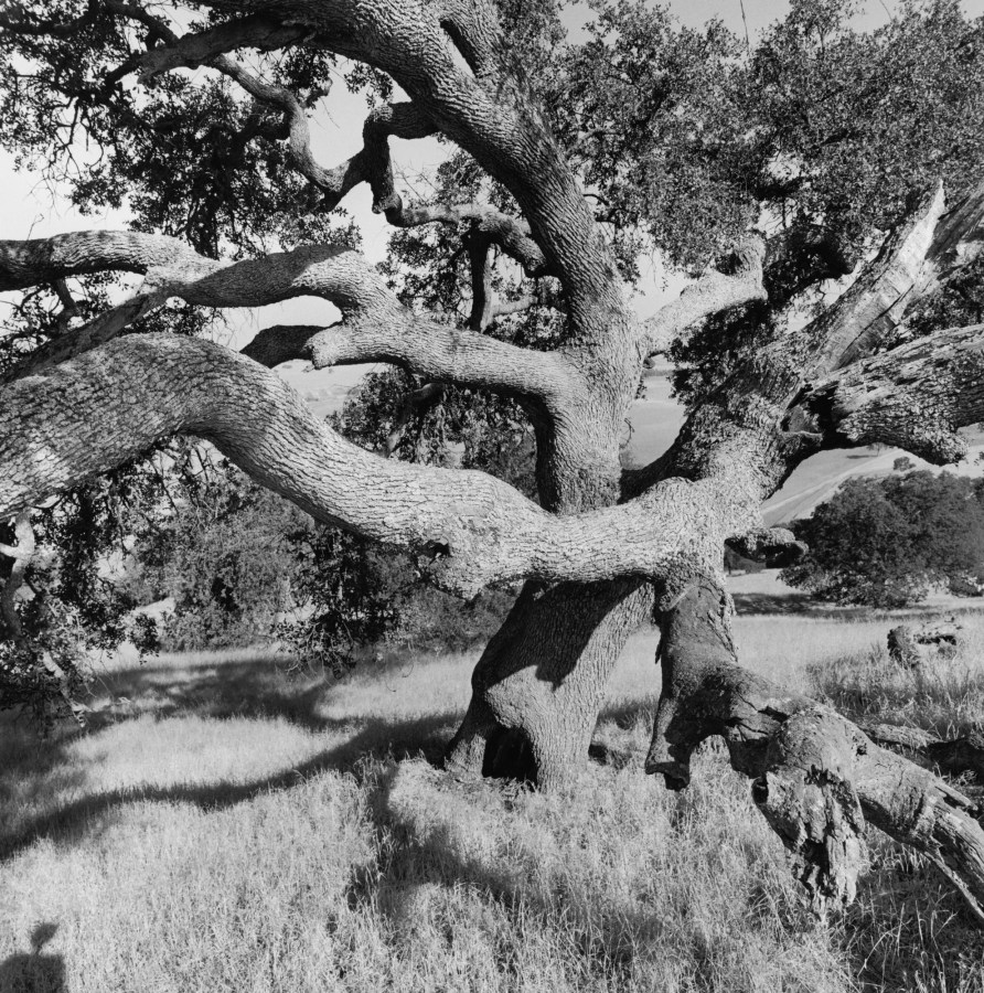 Black and white photograph of a tree