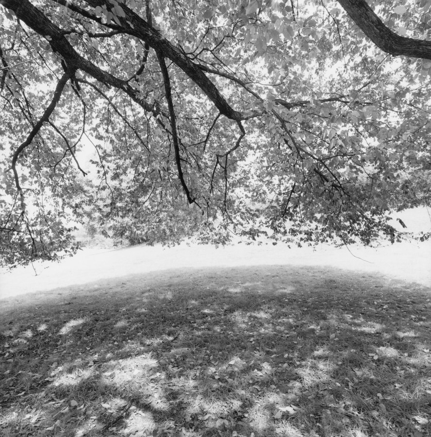Black-and-white photograph of tree branches against a brightly lit background