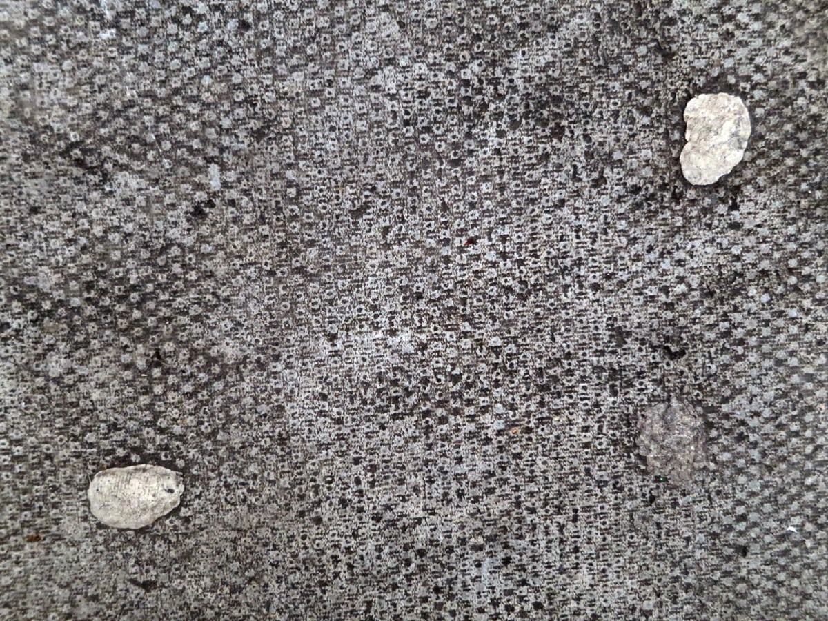 A photograph of two pieces of chewing gum on the sidewalk