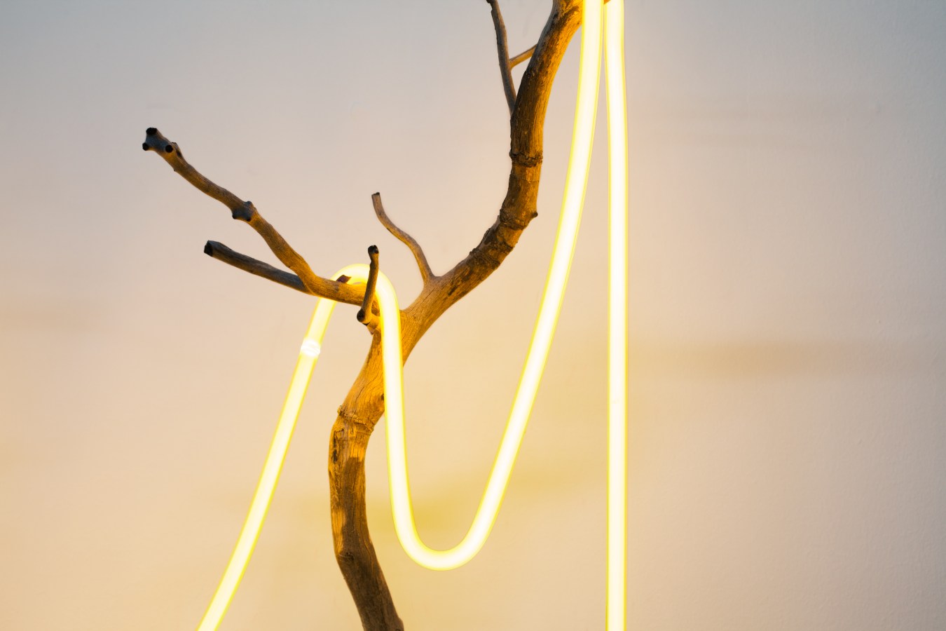 Color image of a detail of a sculpture with found tree branch and neon light on a white wall