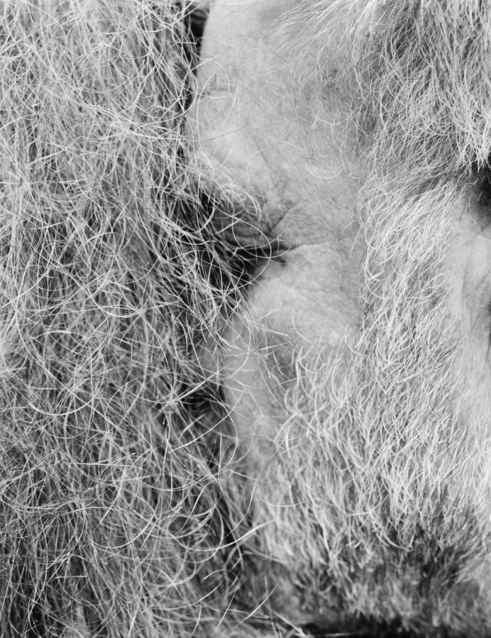 Black-and-white photograph of a man's bearded face in a woman's wiry gray hair