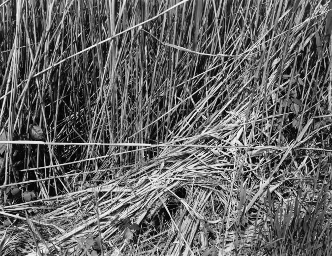Black-and-white photograph of flattened stems of grass