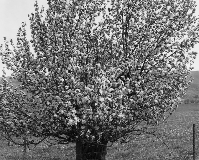 A black and white image of a tree covered in blooming flowers
