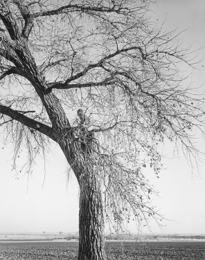 Black and white photograph of tree amongst open field
