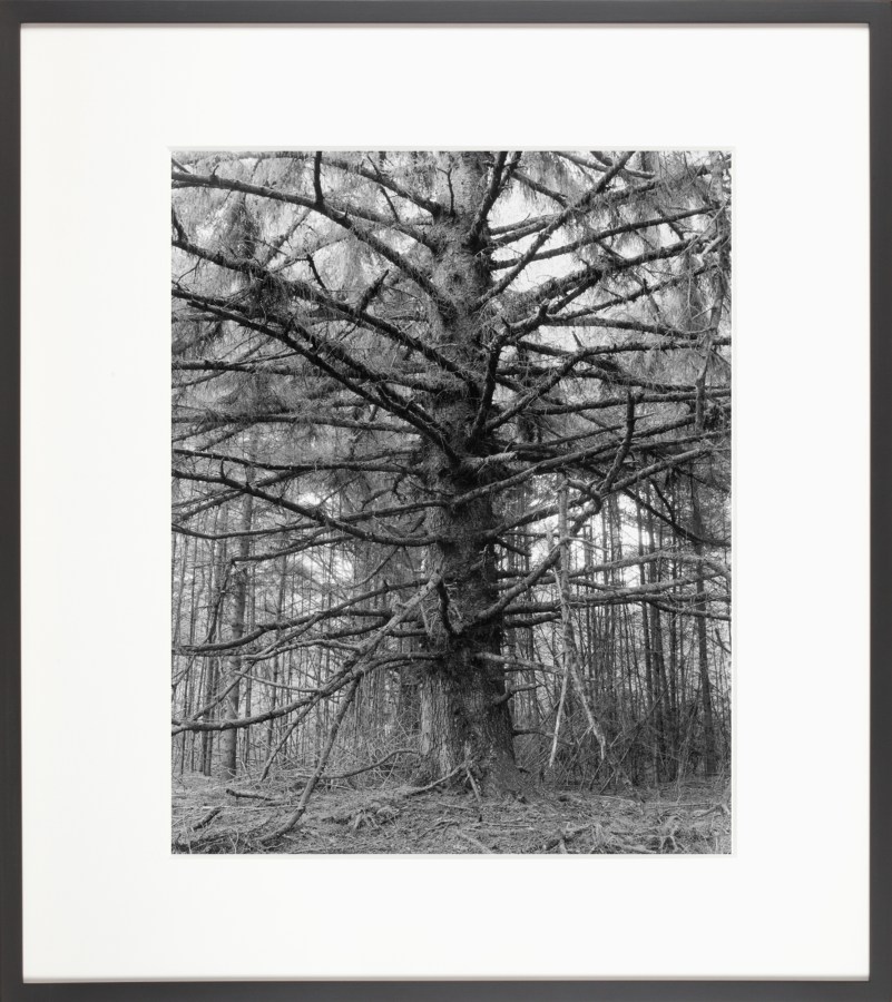 A framed black and white photograph of a leafless tree, the trunk in the center, and the branches coming out on all sides