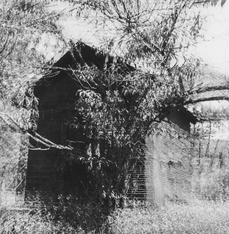 Black and white photograph of a shed behind a tree with a motion blurred effect