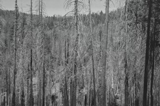 Black and white photograph of a stand of bare pine trees