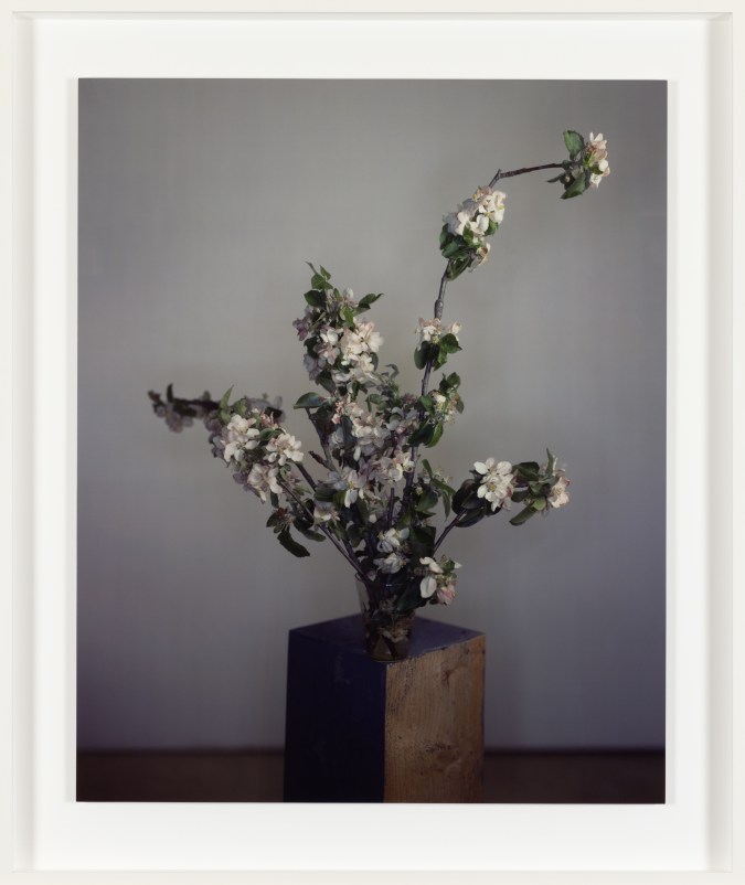 Framed color photograph of a bunch of flowering tree branches posed on a plinth