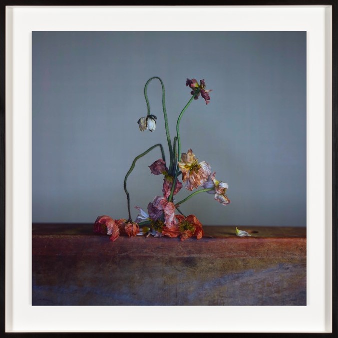 Framed color photograph of a bunch of wilting poppies standing on a shelf