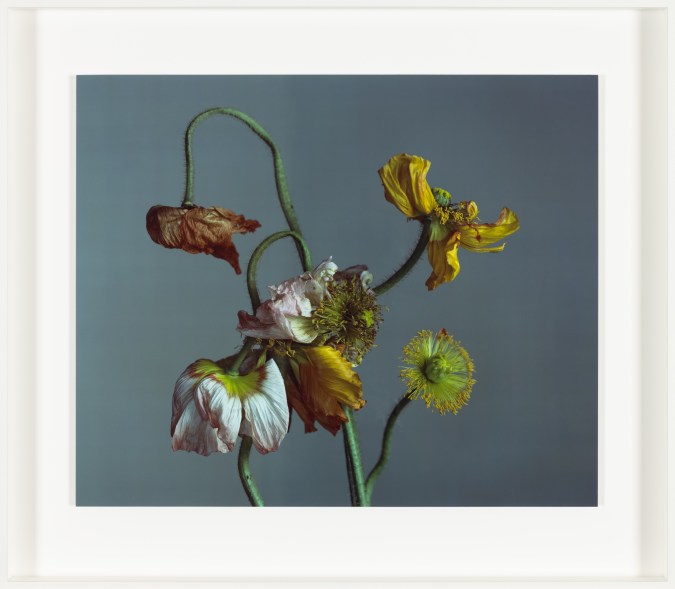Color photograph of decaying poppies in white frame