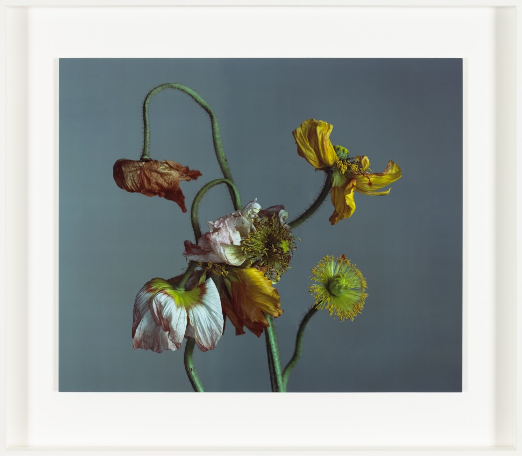 Color photograph of decaying poppies in white frame