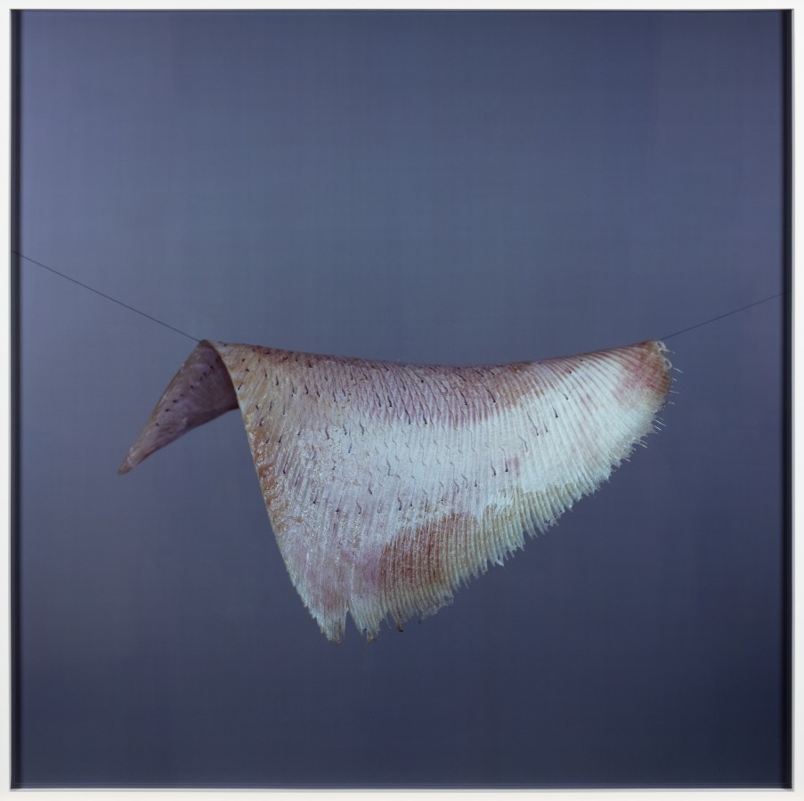 Color photograph of a skate wing being suspended in mid air by a black thread framed in white
