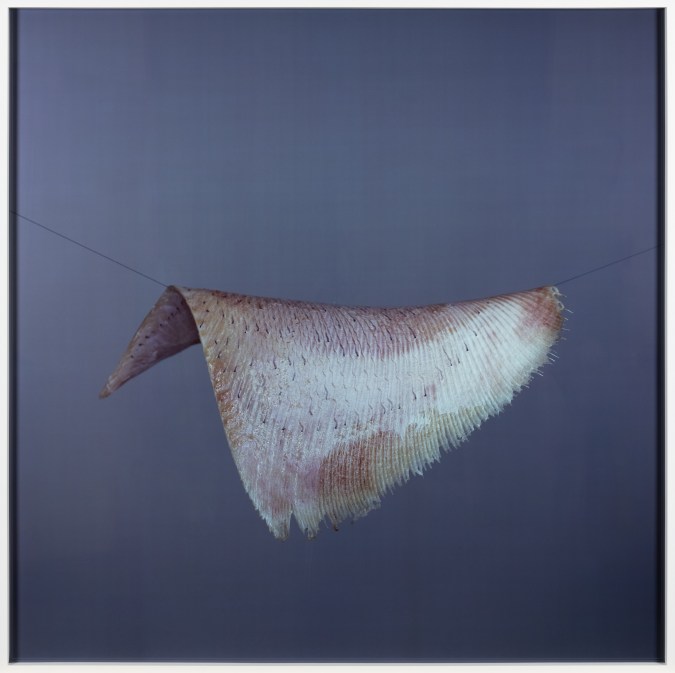 Color photograph of a skate wing being suspended in mid air by a black thread framed in white