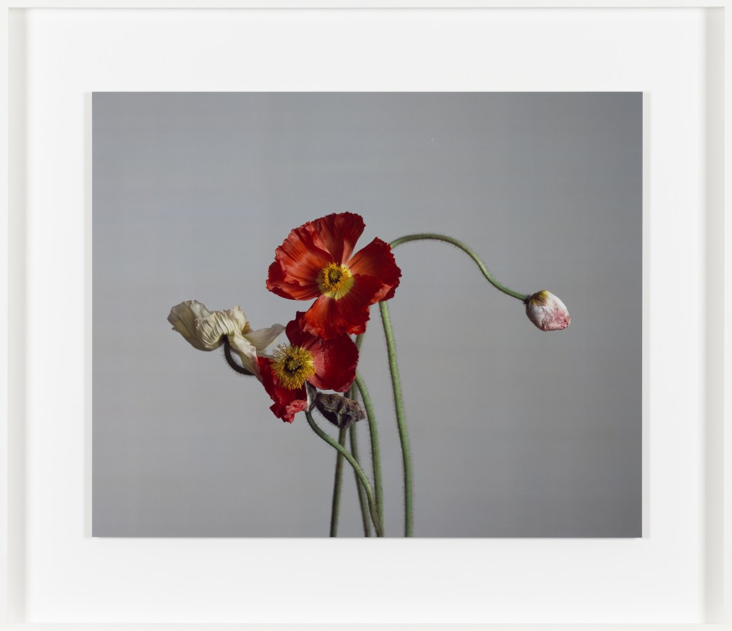 Color image of a color photograph of decaying poppies in various stages of decay in studio framed in white
