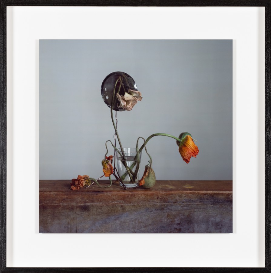 Color photograph framed in black depicting decaying poppies with circular mirror on wooden plinth