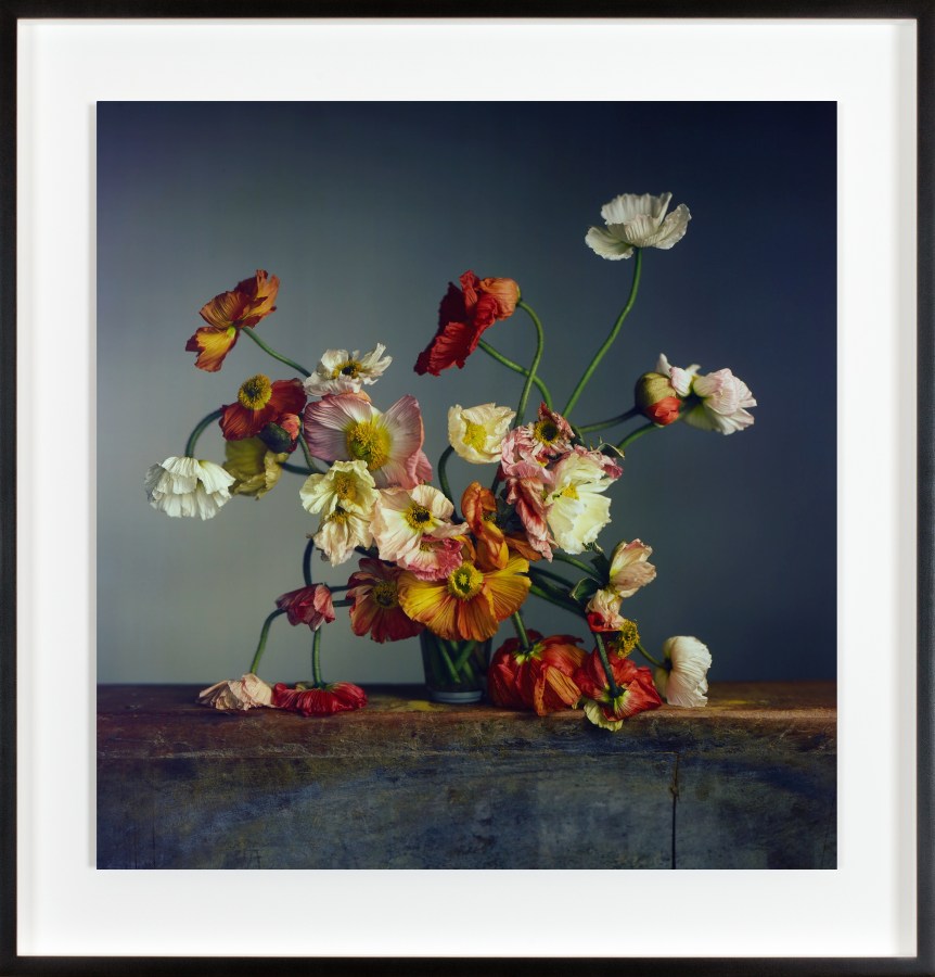 A color photograph shows poppies in vase against a grey background.