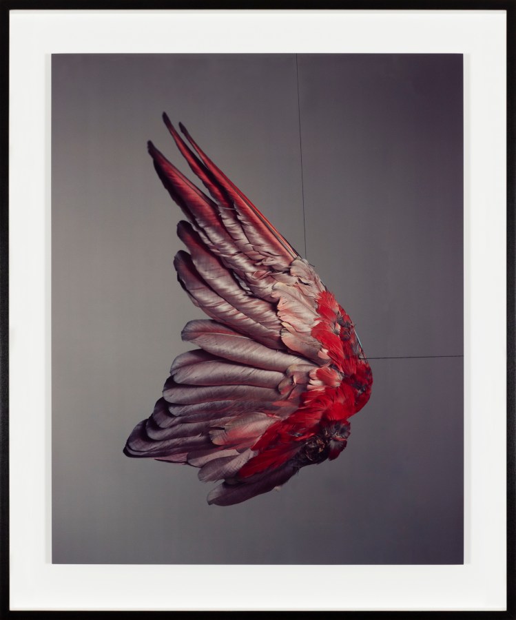 A color photograph shows the red wing of a bird suspended against a grey background.