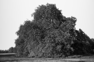 A black and white photograph depicts a large tree in a field with bushy branches and leaves that extend to the ground