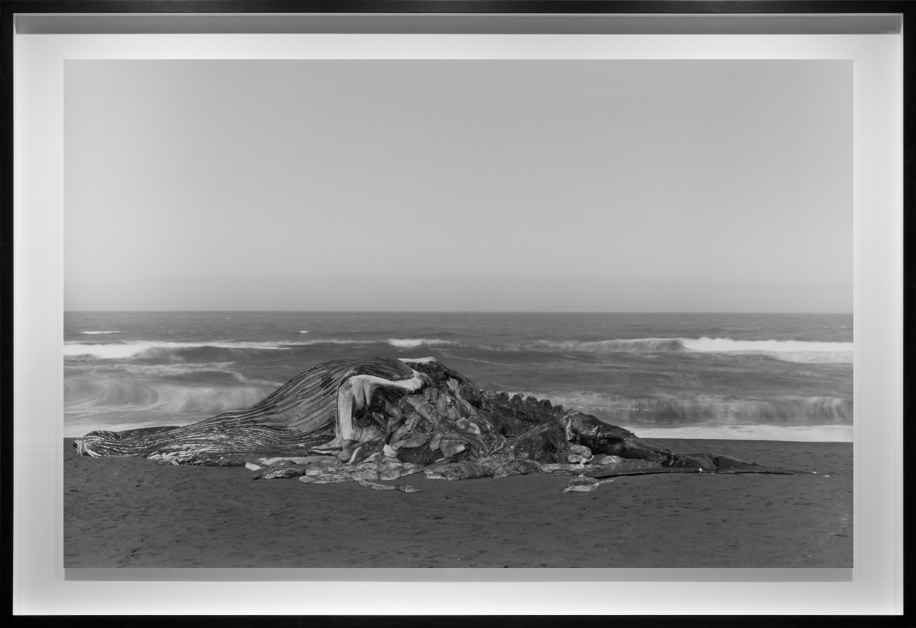 Black-and-white photograph of a decomposing beached whale against waves crashing on the seashore