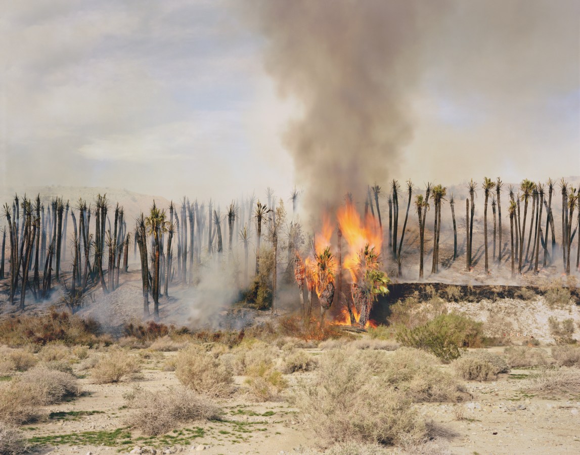 Color photograph of several palm trees burning in a controlled fire within the desert