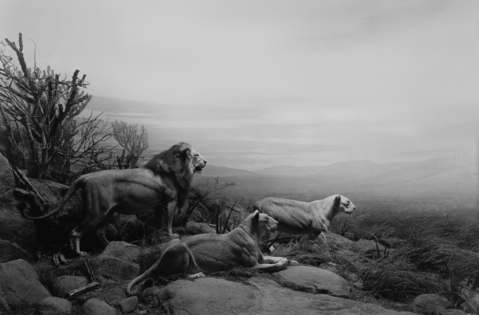 Black and white photograph of a grassland diorama scene with a pack of lions